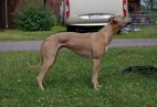 RACING  DUKE  Aviaticus