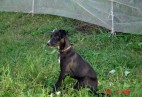  MISS PENNY Aviaticus