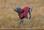  WESTERN BLUE JOE  Aviaticus
