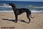 OLIMPIC  BEST  LADY  Aviaticus