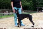 FCI Racing Champion. DE.Ch.BLACK  EDDY  Racing  Kings (D)