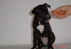  MISS PENNY Aviaticus