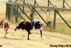 FCI Racing Champion. DE.Ch.BLACK  EDDY  Racing  Kings (D)