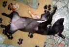  MISS PENNY Aviaticus