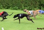 FCI Racing Champion. DE.Ch.BLACK  EDDY  Racing  Kings (D)