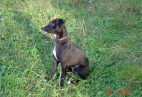  MISS PENNY Aviaticus