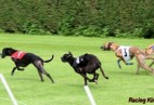 FCI Racing Champion. DE.Ch.BLACK  EDDY  Racing  Kings (D)