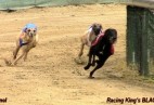 FCI Racing Champion. DE.Ch.BLACK  EDDY  Racing  Kings (D)