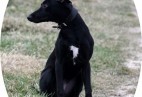 ROCK &  ROLL GIRL  Aviaticus