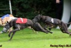 FCI Racing Champion. DE.Ch.BLACK  EDDY  Racing  Kings (D)