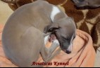 RACING  QUEEN  Aviaticus