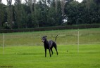 Racetrack Oude Pekela [NL]