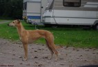OLIMPIC  GOLD  Aviaticus - Munster[D]