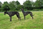 Racetrack Munster [D] with  father Blackbird de la Mouche Noire
