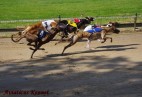 tor w Munster [DE]- bardzo mocna stawka w biegu fina�owym