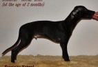 m�ody Aviaticus ROYAL  RUBY